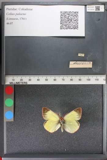 Media type: image;   Entomology 118974